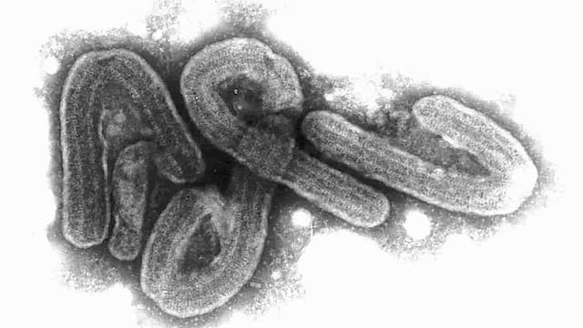 Black and White image of the Marburg virus under the electron microscope